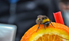 Close-up Bee