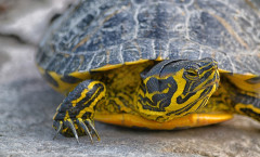 Close-up turtle