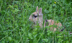Innocent bunny