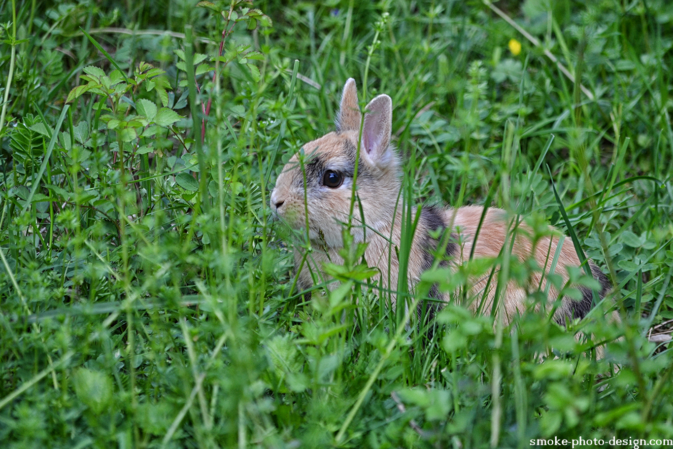 Innocent bunny