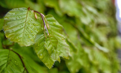Wet Leaf