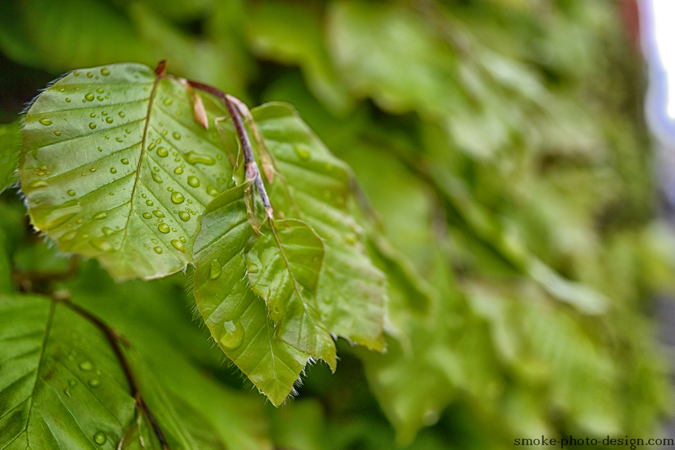 Wet Leaf