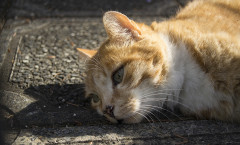 cat