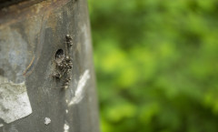 insects